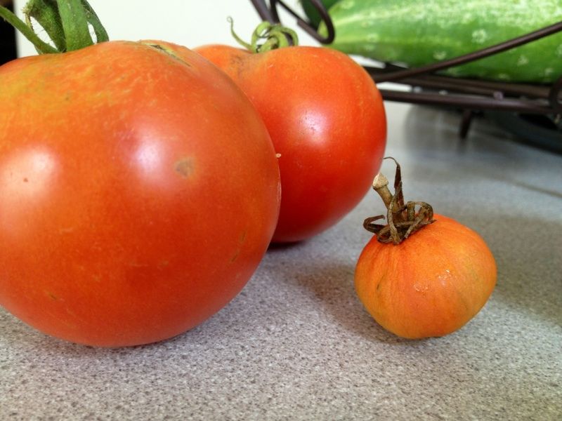  photo IMG_5489_zps53502a2b.jpg